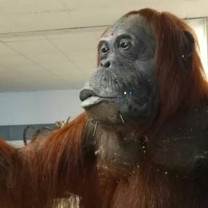 IMG-20190929-WA0010