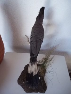 Weißbauch-Lärmvogel